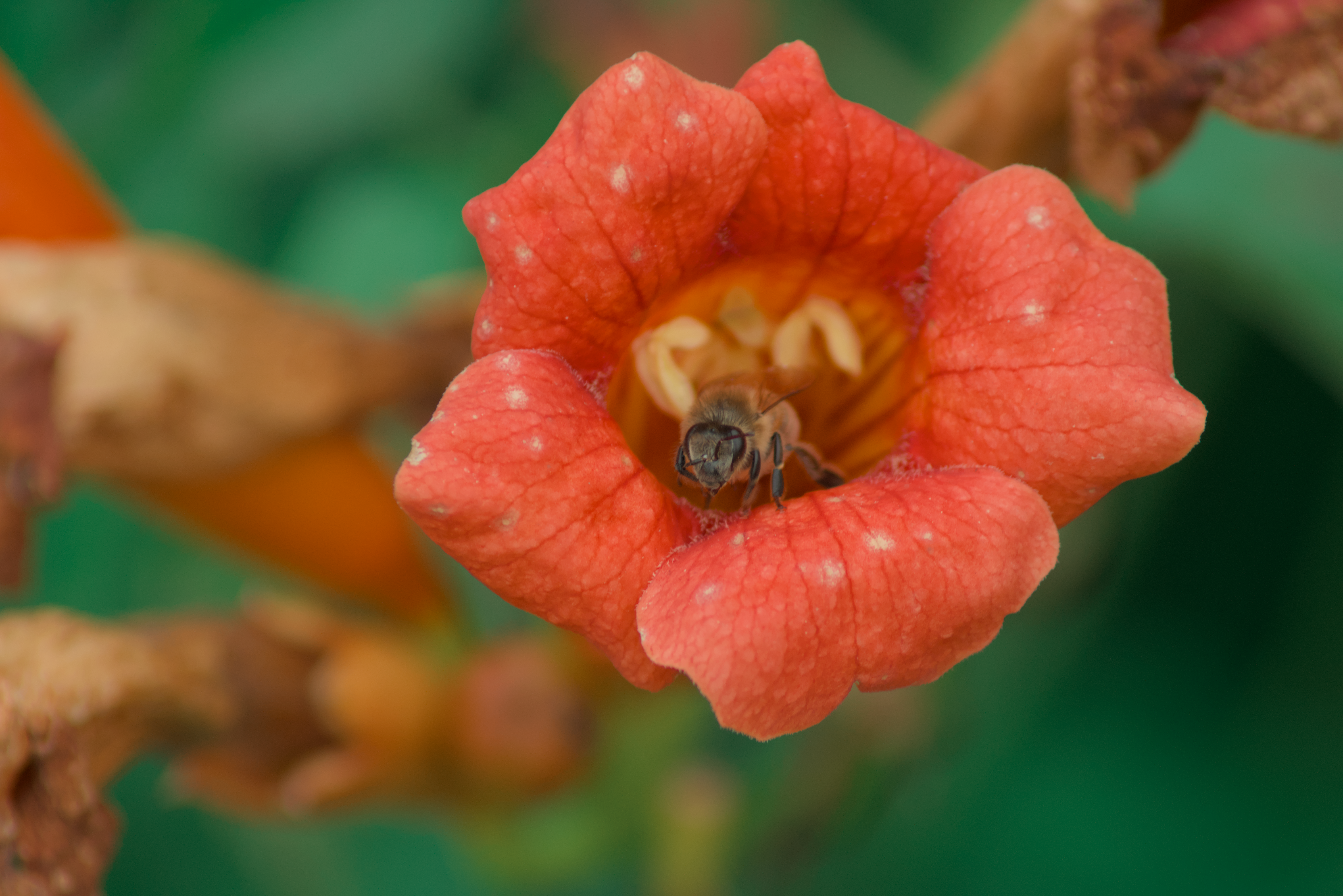 Photographie d'une abeille dans une fleur